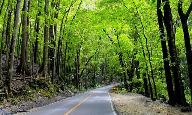 Bilar Man-Made Forest in Panglao