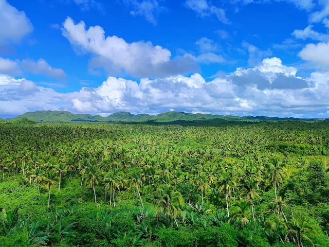 Coconut Plantation View Point in Siargao