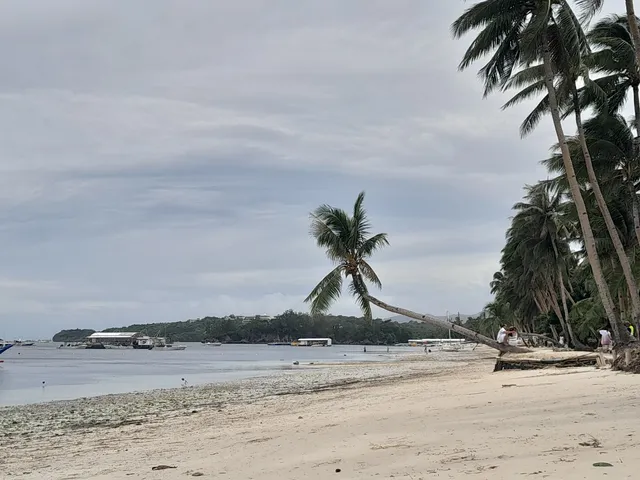 Leaning Coconut Tree in Boracay